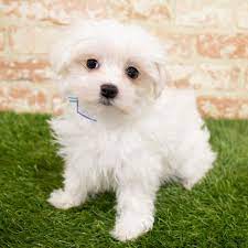 If you are unable to find your maltese puppy in our puppy for sale or dog for sale sections, please consider looking thru thousands of maltese dogs for adoption. Maltese Puppies Monroeville Pa Petland Monroeville
