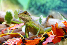 Kinai Viz Sarkany Gyik Dragon Ingyenes Foto A Pixabay En