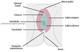 Image result for female sex organ