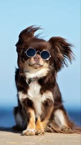 Funny Puppy Wallpaper Chihuahua Dogs Chihuahua Puppies Chihuahua Funny We've gathered more than 3 million images uploaded by our users and sorted them by the most popular ones.