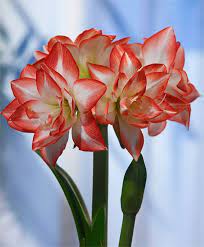 Amaryllis Double Record Royal Dutch Double Amaryllis Amaryllis Flower Bulb Index Amaryllis Flowers Bulb Flowers Amaryllis Plant