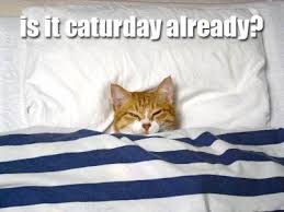 Limit my search to r/memes_of_the_dank. Caturday Know Your Meme