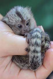 Finger Monkey They Are Sooo Cute I Will Own One Someday I Don T Care If They Re Thousands Of Dollars Baby Animals Pictures Cute Baby Animals Cute Animals