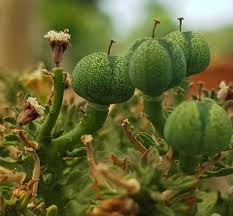 Image result for Euphorbia guerichiana