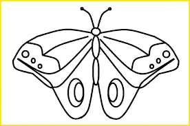 Kupu kupu desain dekorasi dekoratif model tahun serangga latar belakang alam bunga kertas. 2021 Gambar Sketsa Kupu Kupu Indah Cantik Mudah Dibuat Sindunesia