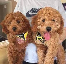 F1b hybrid puppies from one purebred poodle and an f1 goldendoodle as parents have the maximum probability of being hypoallergenic. Kimberlee S Kennels