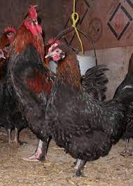 Maybe you would like to learn more about one of these? Black Copper Marans Chickens