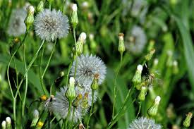 Image result for Hypochaeris