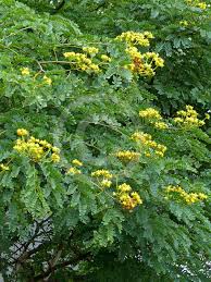 Image result for Caesalpinia ferrea