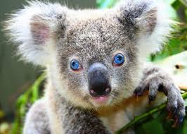 The reason that people get attacked by cute animals is because the animal possess this instinct that makes them attack when touched. These Are 25 Of Australia S Most Dangerous Animals Science 101