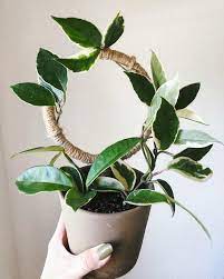 Maybe you would like to learn more about one of these? Love How My Hoya Carnosa Krimson Queen Looks On This Trellis Houseplants