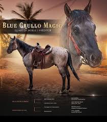 Image result for tbn:tVj6rqcH-AQR9M::www.pregonagropecuario.com.ar/images/caballo_overo.jpg