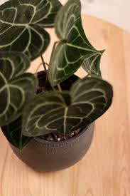 The anthurium clarinervium originates from southern mexico. Anthurium Clarinervium Eden Collection Smit Kwekerijen