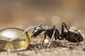 Las vegas and henderson nv. Ant Prevention Tips Prevent Ants Pest Control Inc Las Vegas Nv