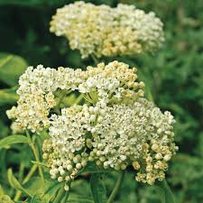 Image result for Asclepias