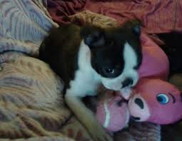 The best family dogs ever! Boston Terrier Puppies For Sale Michigan