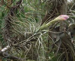 Image result for Heteromorpha