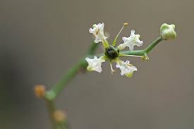 Image result for Vepris sansibarensis