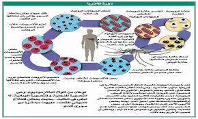 البرنامج الإعلاني كل ما تحب معرفته عن google‏ هنا google.ru. ØªÙˆØµÙ„ Ø§Ù„Ø®Ø¨ÙŠØ± Ù…Ù…Ø¯ÙˆØ­ Ø¹Ø¨Ø¯ Ø§Ù„Ù…Ù†Ø¹Ù… Ø§Ù„Ù‰ Ø¹Ù‚Ø§Ø± Ø¬Ø¯ÙŠØ¯ ÙŠØ³Ø§Ø¹Ø¯ Ø¹Ù„Ù‰ Ø¹Ù„Ø§Ø¬ Ù…Ø±Ø¶ Ø§Ù„Ù…Ù„Ø§Ø±ÙŠØ§ Ø¨Ø¬Ø±Ø¹Ø© ÙˆØ§Ø­Ø¯Ø© Ù…Ù†Ø¸Ù…Ø© Ø¥Ø¹Ù„Ø§Ù…ÙŠÙˆÙ† Ø­ÙˆÙ„ Ø§Ù„Ø¹Ø§Ù„Ù…