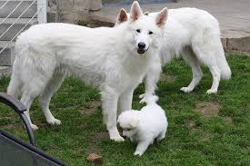 beautiful berger blanc suisse aka the white german shepard dog weisser schaferhund schaferhunde deutscher schaferhund
