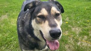 Fundraiser by Stephen Cyr : Help out Hobbs