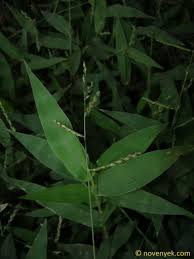 Image result for Urochloa reptans