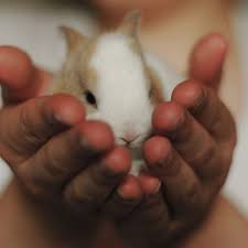 What are animals at the petting zoo? The Best Animal Parties Get Quotes For Mobile Petting Zoo Parties