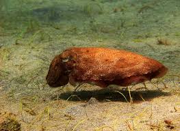 Burung ini gemar memakan ikan, berudu, ketam, udang, katak kecil dan semua binatang kecil yang lain. Sotong Hewan Laut Yang Pintar Menyamar Mongabay Co Id