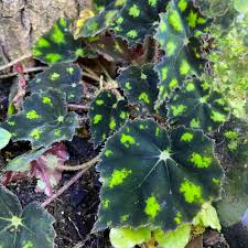 Image result for Begonia loranthoides