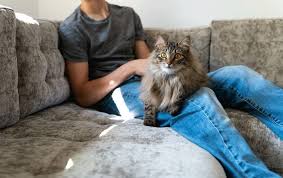 Due to their large size and thick coats, norwegian forest cats are sometimes confused with maine coons. Norwegian Forest Cat Size Norwegian Forest Cats