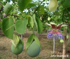 Image result for Passiflora ligularis