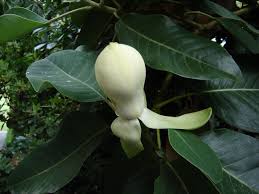 Image result for Magnolia delavayi