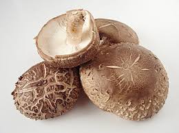 Image result for Lentinus edodes