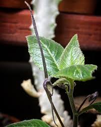 Image result for Dorstenia buchananii