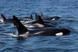 Orca