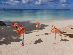 Tudo Sobre A Ilha Dos Flamingos Em Aruba