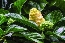 Image result for Morinda