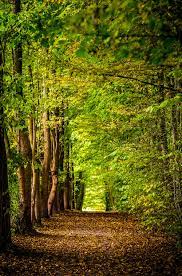 Free download beautiful forest hd image live hd wallpaper hq pictures images for desktop, mobile & tablet. Forest Wallpapers Free Hd Download 500 Hq Unsplash