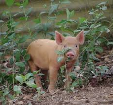 In addition, tamworth meat is considered some of the tastiest pork. Tamworth Pig