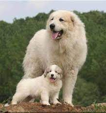 These days he usually works with people, often in therapy and rescue work. Pin By The Petdream Store On Chiens Great Pyrenees Great Pyrenees Dog Pyrenean Mountain Dog