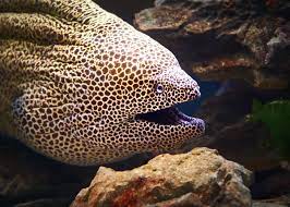 Its location changes every morning and evening. 34 Moray Eel Facts Double Jawed Beauties Of The Deep Everywhere Wild