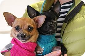 How do you adopt a pet? Nashville Tn Chihuahua French Bulldog Mix Meet Peeta And Prim A Dog For Adoption Pet Adoption Center Dog Adoption Pet Adoption