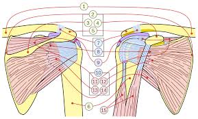 Rotator Cuff Wikipedia