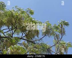 Image result for Burkea africana