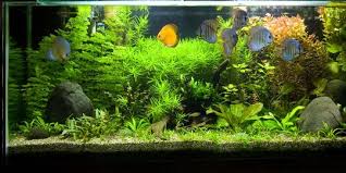 How to scape a small, 20 liter (5.3 gallons) planted tank for shrimp? Cara Membuat Aquascape Bagi Pemula Sederhana Dan Mudah Dilakukan Merdeka Com