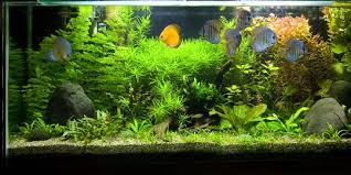 Jika anda ingin mempercantik akuarium anda seperti gambar di atas, anda bisa menambahkan beberapa batu dan pohon plastik pada akuarium kecil. Cara Membuat Aquascape Bagi Pemula Sederhana Dan Mudah Dilakukan Merdeka Com