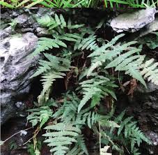 Image result for Blotiella crenata