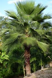 Washingtonia filifera ou robusta famille : Graines De Washingtonia Robusta Palmier Du Mexique Boutique Vegetale