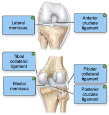 The shoulder joint part a drag the labels onto the diagram to identify the structures and ligaments of the shoulder joint. Chapter 9 Qs Anatomy Joints Flashcards Quizlet