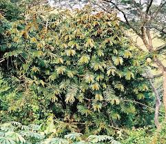 Image result for Pycnanthus